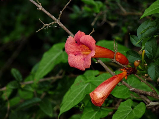 {Campsis radicans}